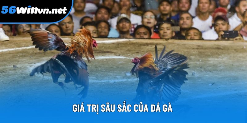 Giá trị sâu sắc của đá gà Giá trị sâu sắc của đá gà
